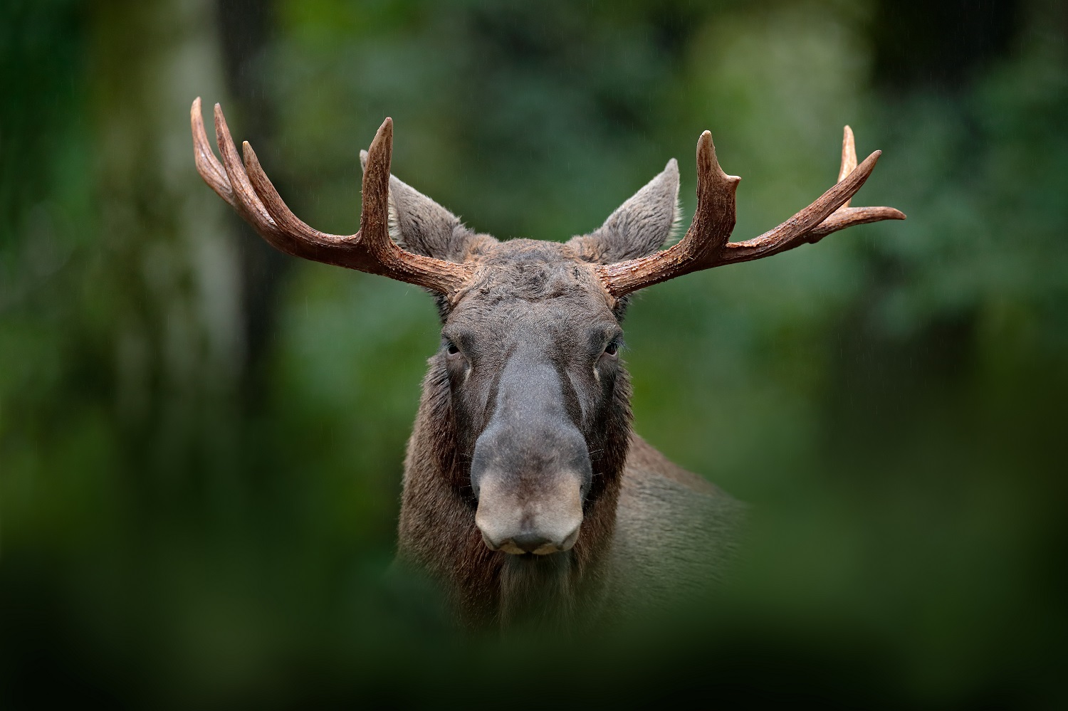 A male moose standing in a dewy forest looking directly at camera